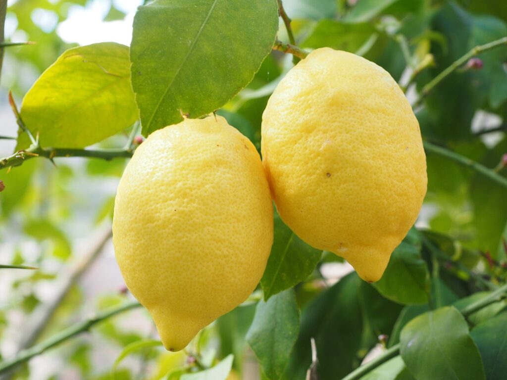 lemon, limone, lemon tree-1117568.jpg